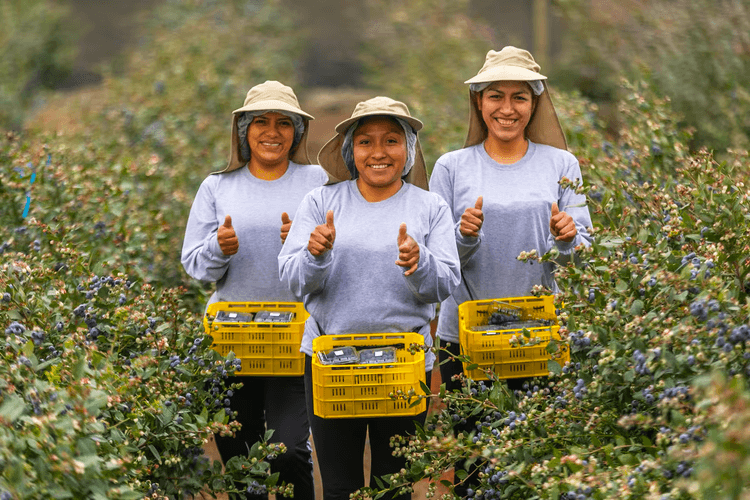 Agricultura: Chavimochic III - El Megaproyecto del Milenio