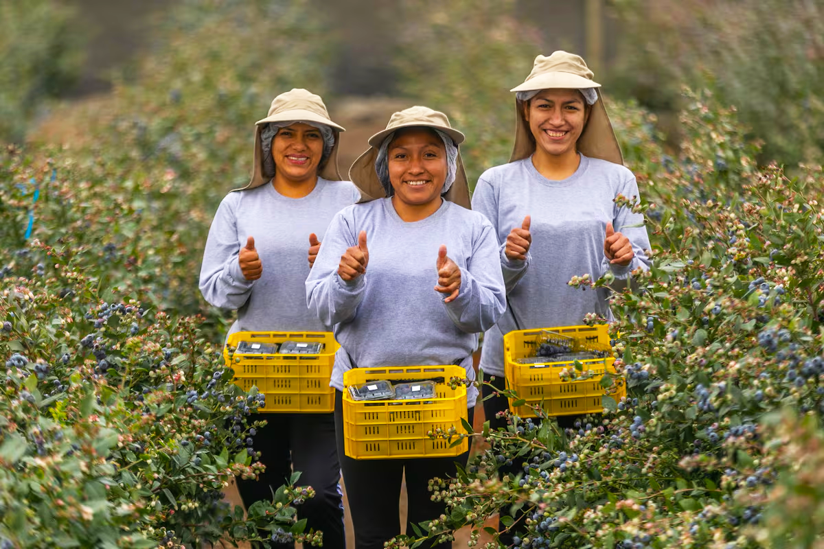 Agricultura: Chavimochic III - El Megaproyecto del Milenio